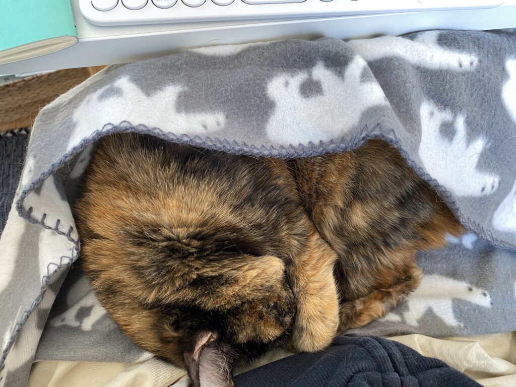 膝で寝るさび猫（１）